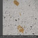 “1급 발암물질 묻은 고양이 배회 중”… 日 ‘비상’ 이미지