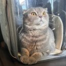 구미TOP동물의료센터 이미지