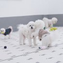 퍼피스프링 이미지