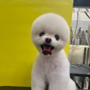 댕곤댕곤 이미지