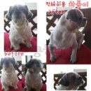 정화애견미용 네이버블로그