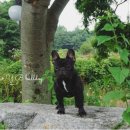 레오메디 이미지