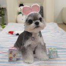 한주를 시작하는 즐거운 영상들 이미지