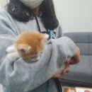 낭만고양이(강서점) 이미지