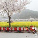 삼척으로 떠나는 봄날의 유채꽃 여행 이미지