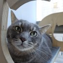 짱돌 | [동작고양이미용호텔] 짱돌이 호텔 이용 후기