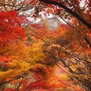 임은빵집 Daum카페
