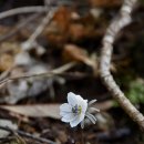 매혹적인 꽃향기 속에서(423) – 변산바람꽃(안양 수리산)(3) 이미지