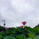 부여 서동 . 아름다운 연꽃 이미지