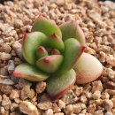 골드크레마 이미지