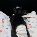 닥터강동물병원 이미지