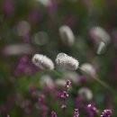 강아지풀 이미지