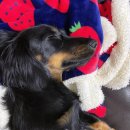 엔츠 노래타운 이미지