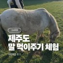 대한목장 | 제주 대한목장 후기 ｜ 아이랑 말 먹이주기 체험