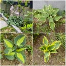 비비추(Hosta longipes) 이미지