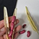 세알콩깍지
