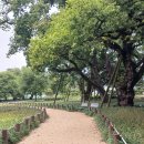 성주 경산리 성밖숲 이미지