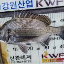 오비도낚시 이미지