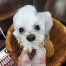 몽글펫살롱 이미지