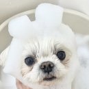 바림 펫그루밍샵 이미지