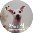 개들의집