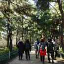 소나무숲 이미지