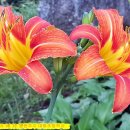 대화초등학교 이미지