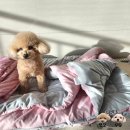 마일드 켄넬 | 강아지 이불, 애견용품으로 좋은 극세사 침구 후기!!