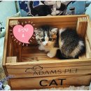 아담스펫 강아지분양 고양이분양 창원점 이미지