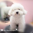꿈꾸는 강아지 | 대전 애견미용 후기? 비숑미용 잘하는 곳 가위컷만 하는곳, 유성 꿈꾸는강아지