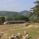 혜정목장 이미지