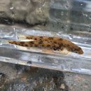 여울목 아쿠아 이미지