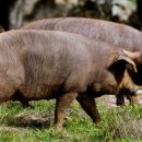 누굴돼지로아나 이미지