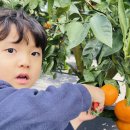 리즈파마