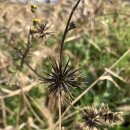 도깨비풀 이미지