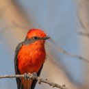 Vermilion Flycatcher 이미지