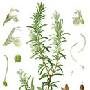 로즈마리숲 이미지