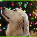 해온동물의료센터 이미지