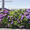 안성리-5 이미지