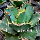 백경