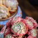 (다육식물) <b>웬디</b>, 에스메랄다 외