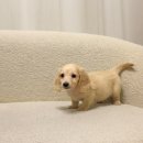 퍼피 켄넬 이미지