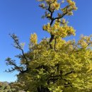 [지금이 절정 황금 은행나무]살아있는 천 년의 황금빛 역사 [영동 영국사] 은행나무