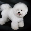 쁘띠멍멍 이미지