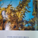 바다품애 이미지
