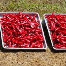 백천농장 이미지