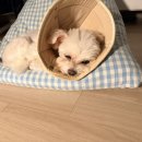 댕댕이펫살롱 이미지