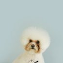 쿨 애견미용 이미지