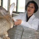 신 달토끼 이미지