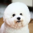 프리제(frise) 이미지